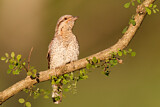 Image. Wendehals