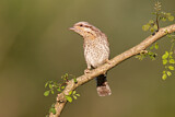 Image. Wendehals