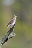 Image. Wendehals