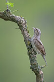 Image. Wendehals