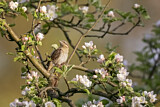 Image. Wendehals