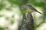 Image. Wendehals