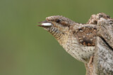 Image. Wendehals