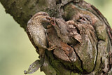 Image. Wendehals