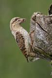 Image. Wendehals