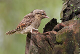 Image. Wendehals