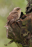 Image. Wendehals