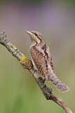 Image. Wendehals