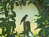 Image. Wendehals