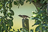 Image. Wendehals
