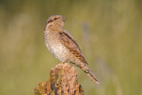 Image. Wendehals