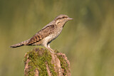 Image. Wendehals
