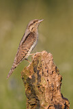 Image. Wendehals