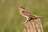 Image. Wendehals