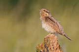 Image. Wendehals