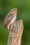 Image. Wendehals