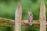 Image. Wendehals