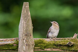 Image. Wendehals