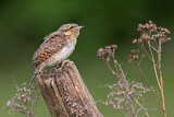 Image. Wendehals