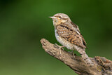 Image. Wendehals
