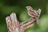 Image. Wendehals