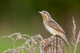 Image. Wendehals