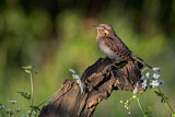 Image. Wendehals