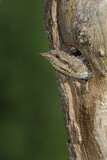 Image. Wendehals