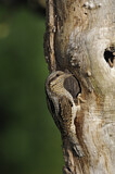 Image. Wendehals