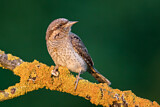 Image. Wendehals