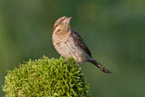 Image. Wendehals