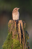 Image. Wendehals