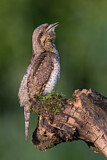 Image. Wendehals