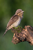 Image. Wendehals