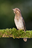 Image. Wendehals