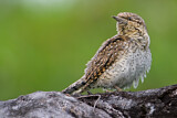 Image. Wendehals