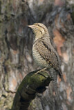 Image. Wendehals