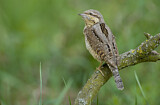 Image. Wendehals