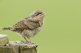 Image. Wendehals