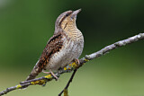 Image. Wendehals