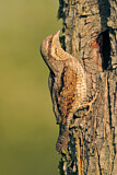 Image. Wendehals