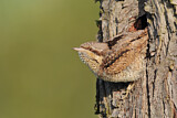 Image. Wendehals