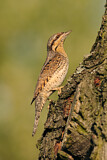 Image. Wendehals