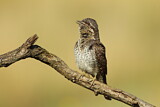 Image. Wendehals