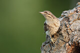 Image. Wendehals