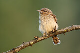 Image. Wendehals