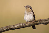 Image. Wendehals