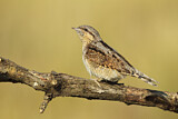 Image. Wendehals