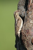 Image. Wendehals