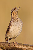 Image. Wendehals